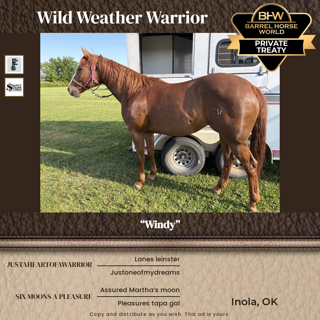 7  year old Mare