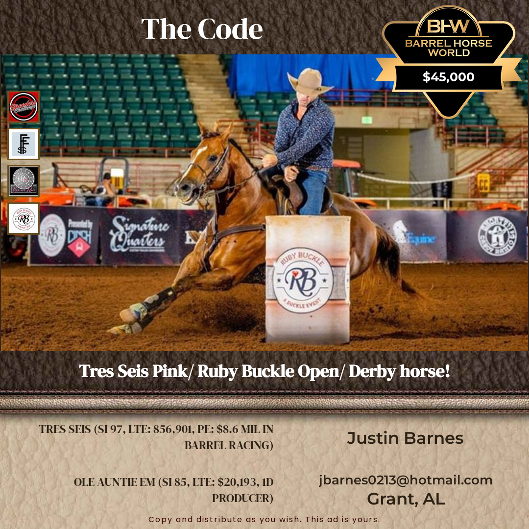 6  year old Gelding