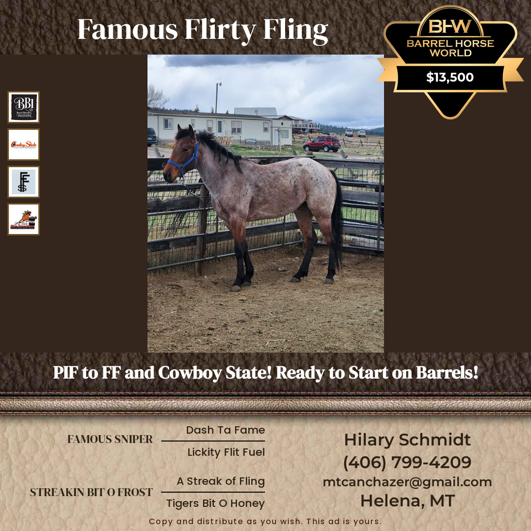 4  year old Mare