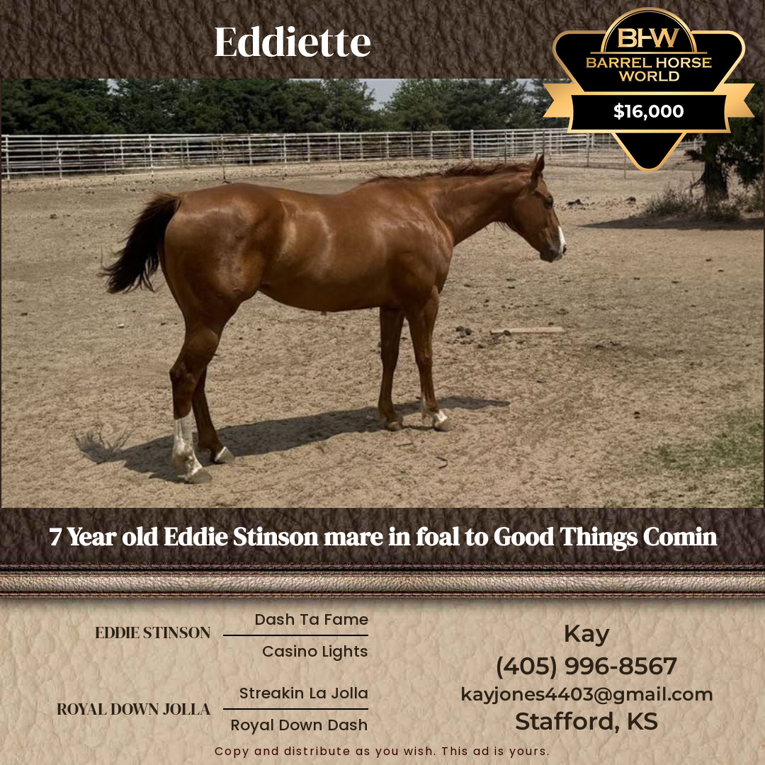 7  year old Mare