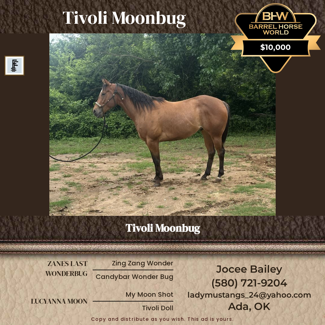 5  year old Gelding
