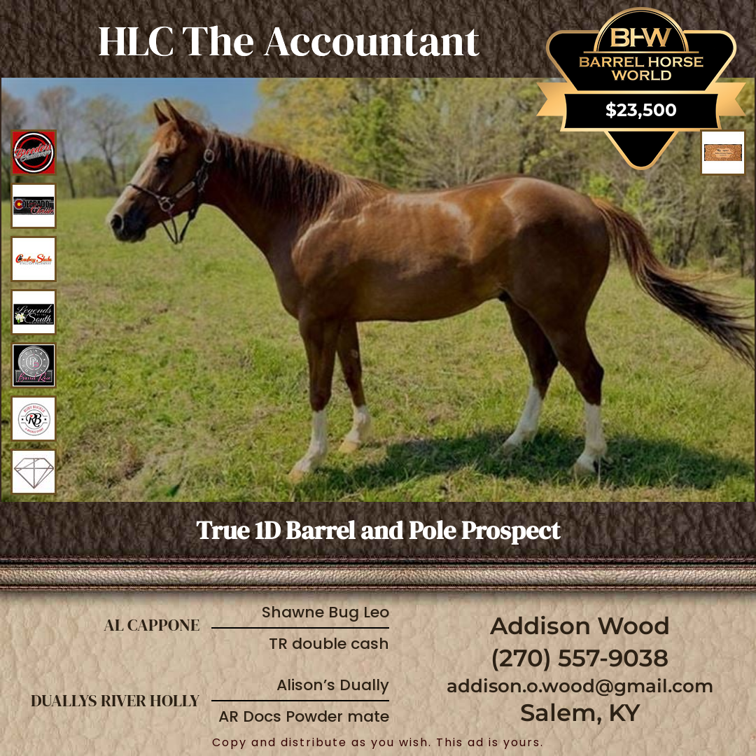 4  year old Gelding