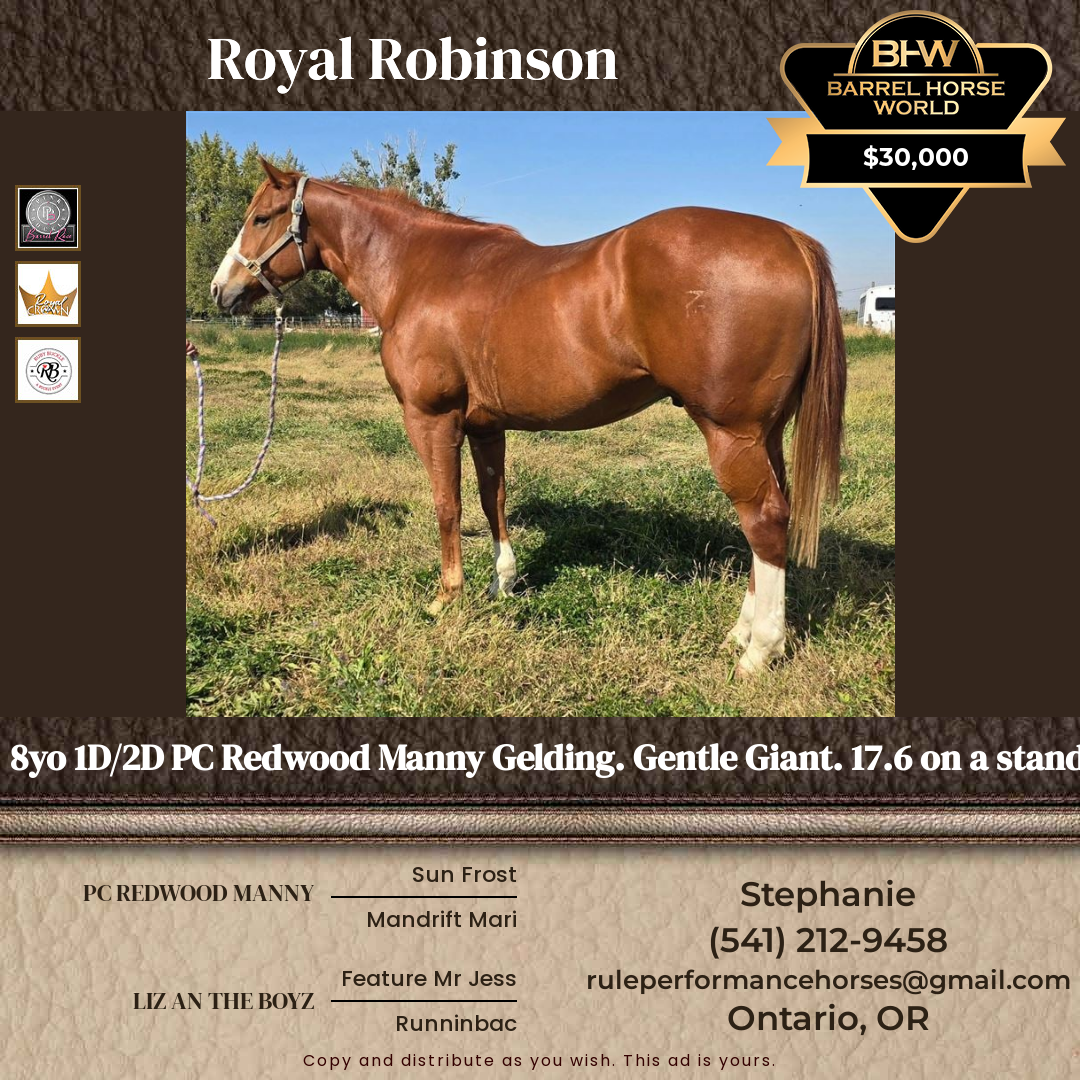 8  year old Gelding