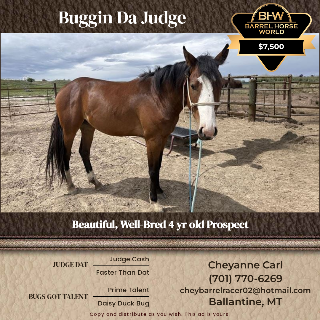 4  year old Gelding