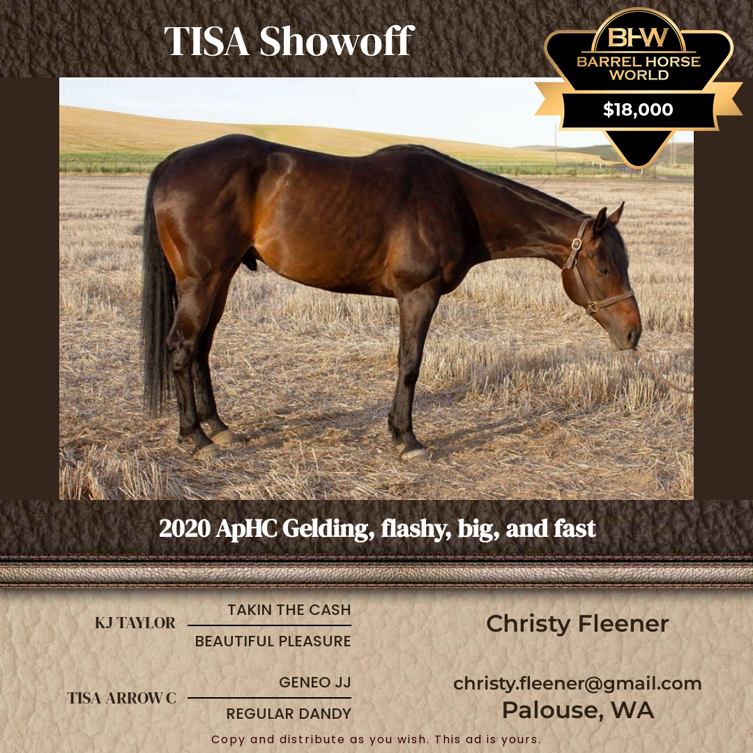 6  year old Gelding