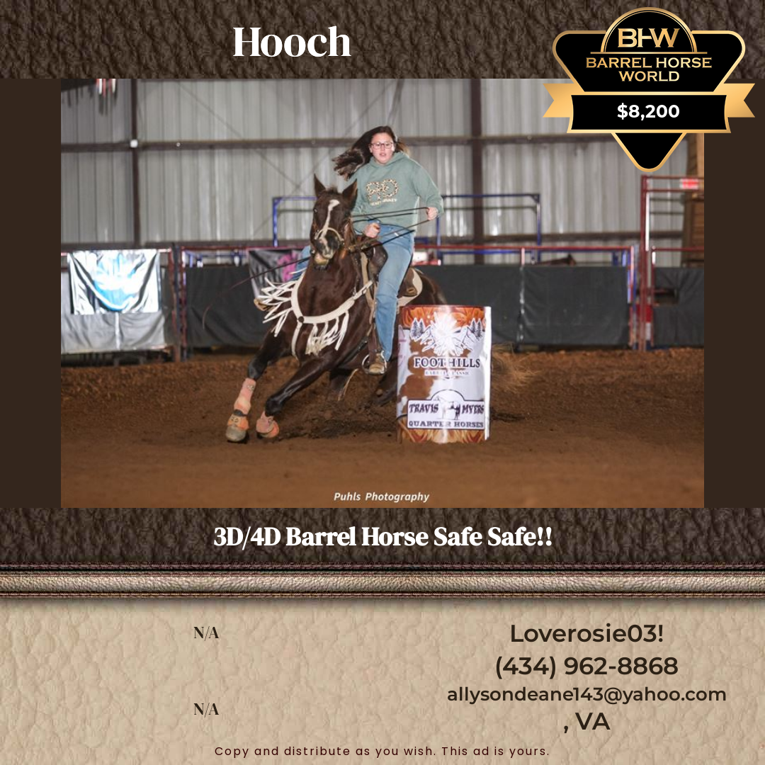 16  year old Gelding
