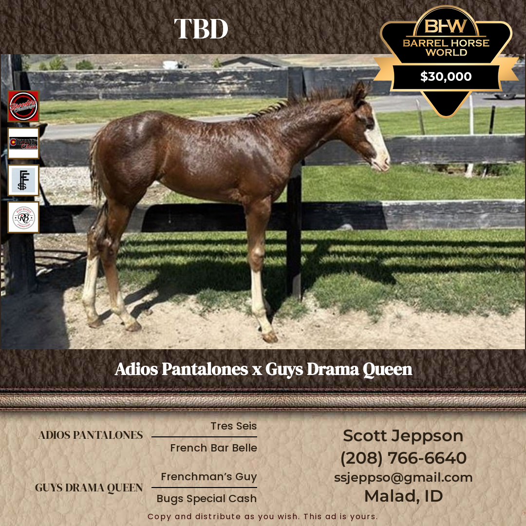 Weanling  year old Mare