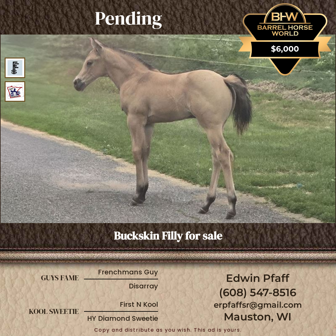 Weanling  year old Mare