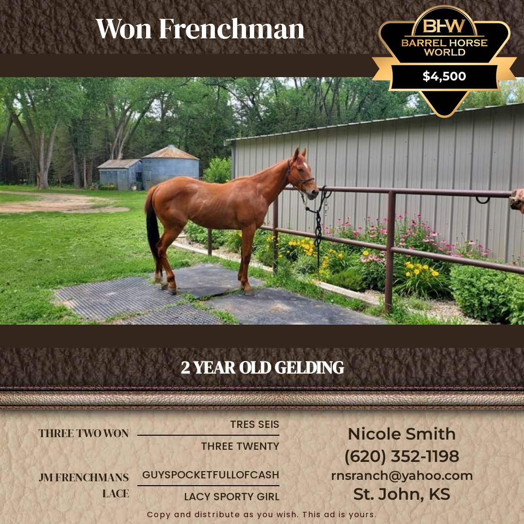 2  year old Gelding