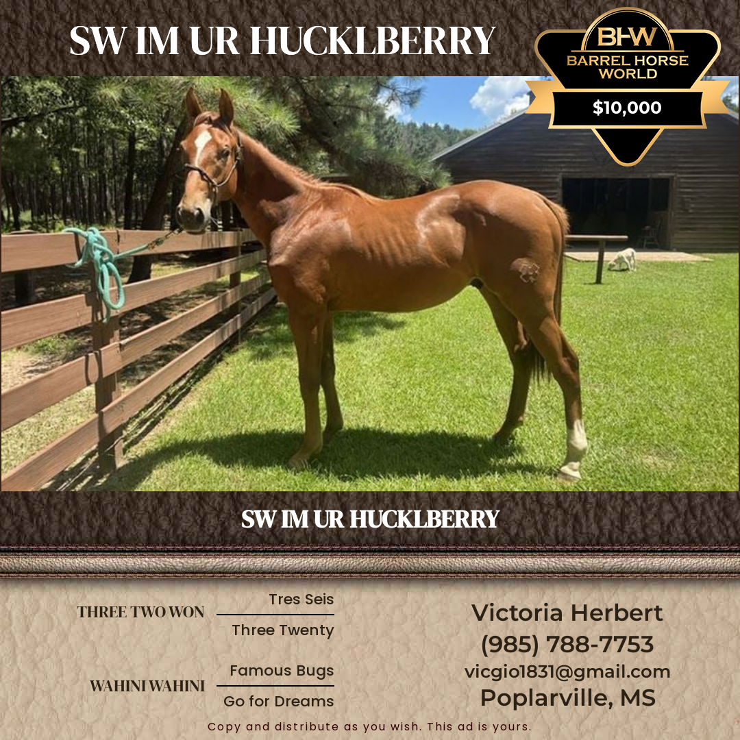 1  year old Gelding