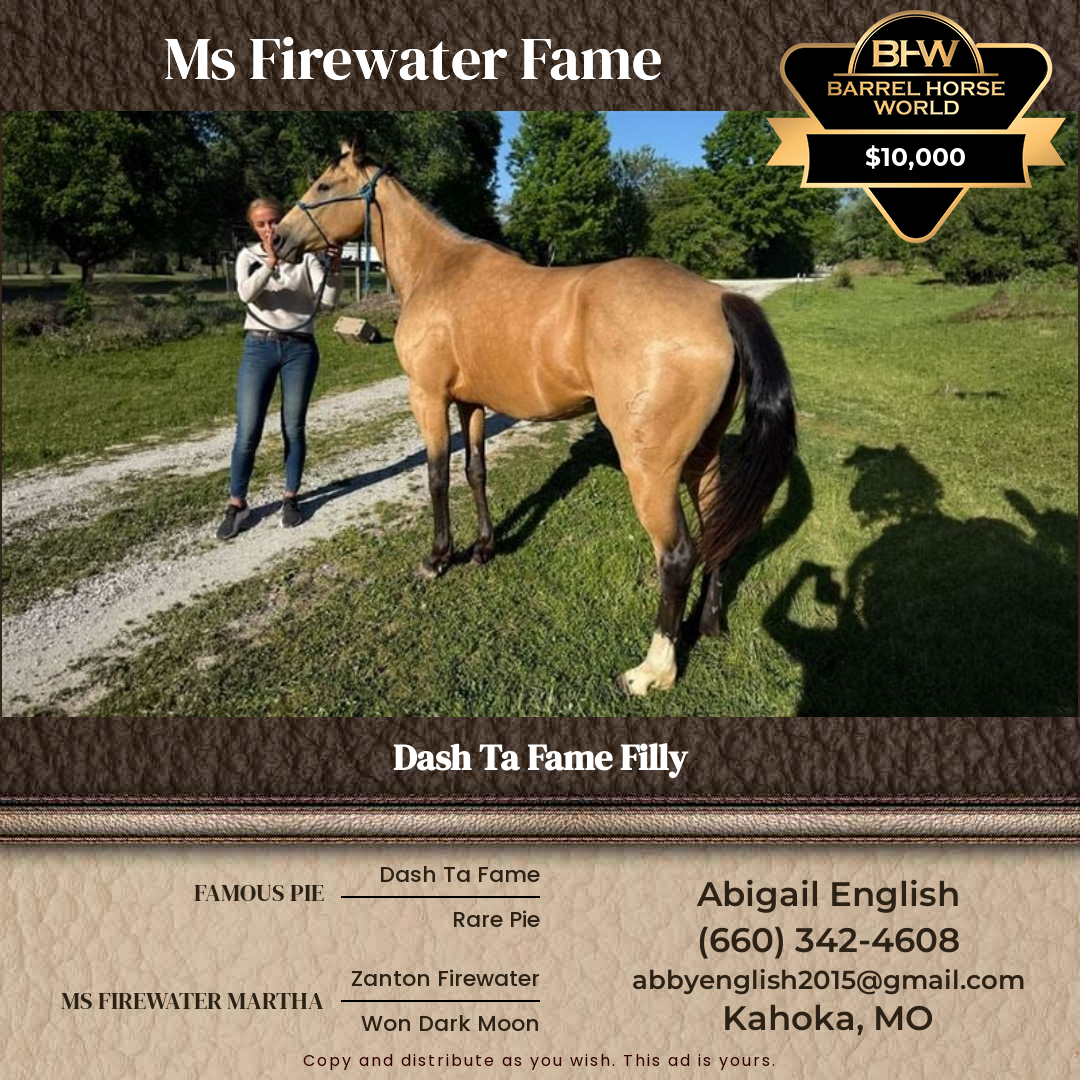 4  year old Mare
