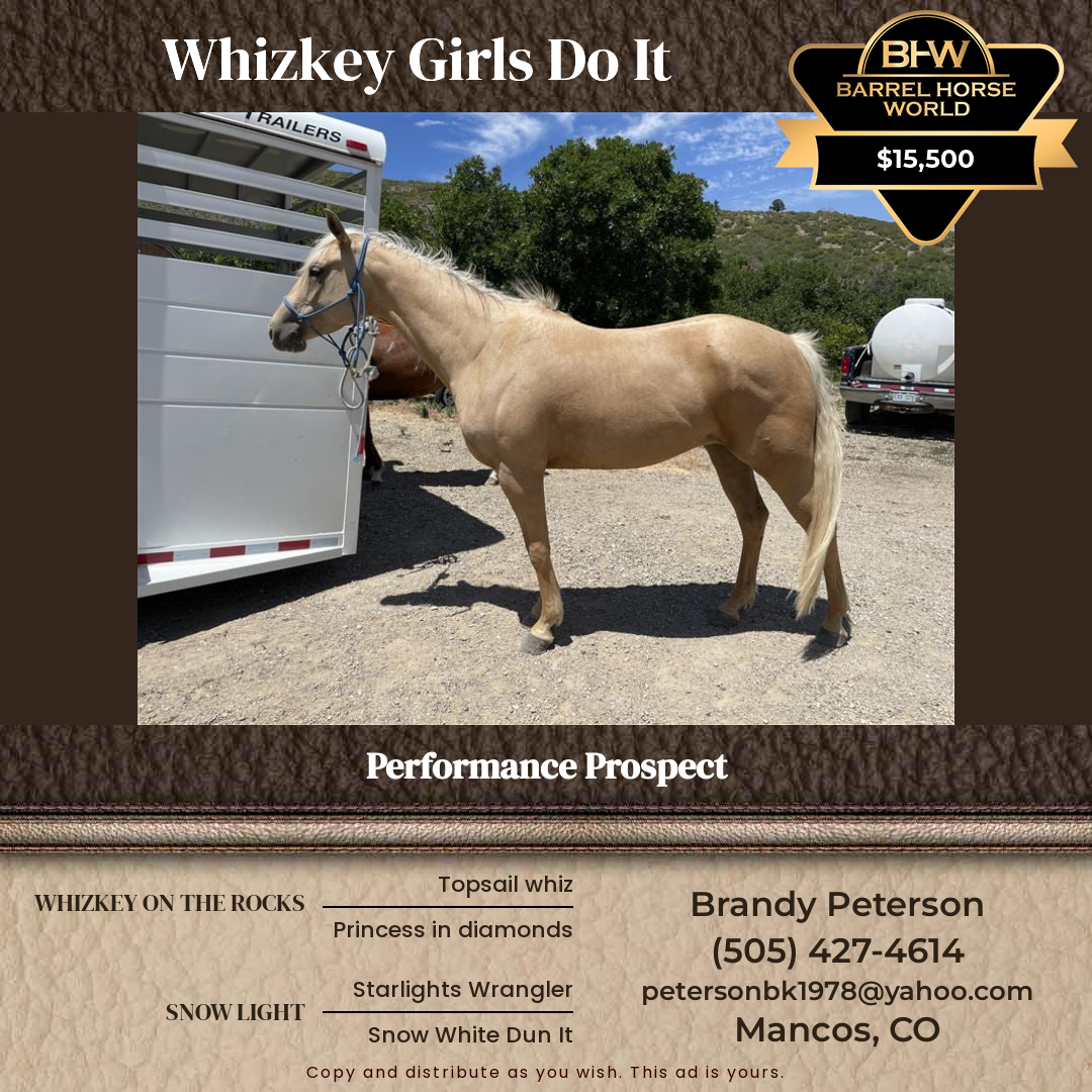 3  year old Mare