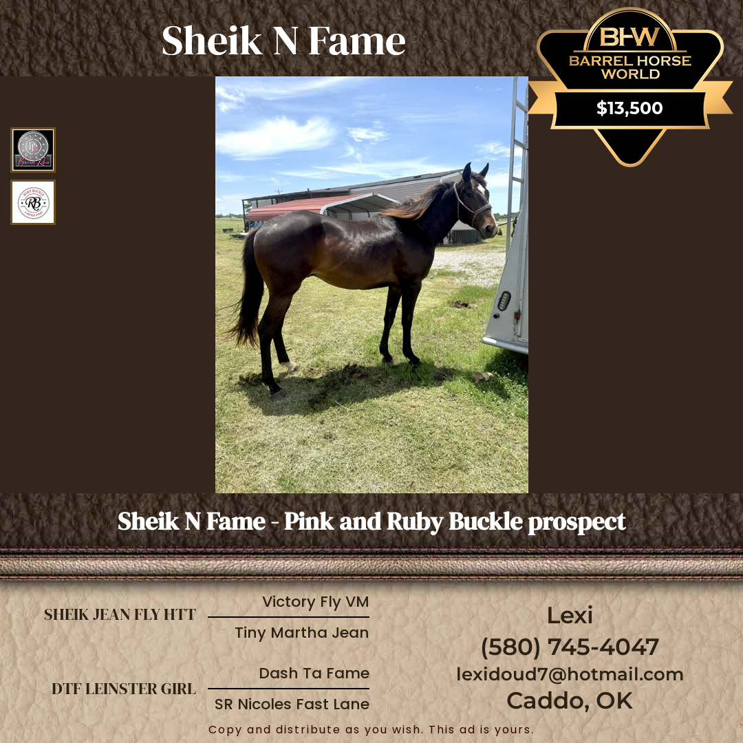 2  year old Gelding