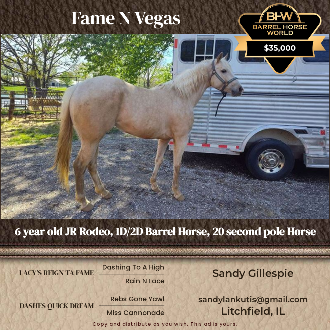6  year old Mare