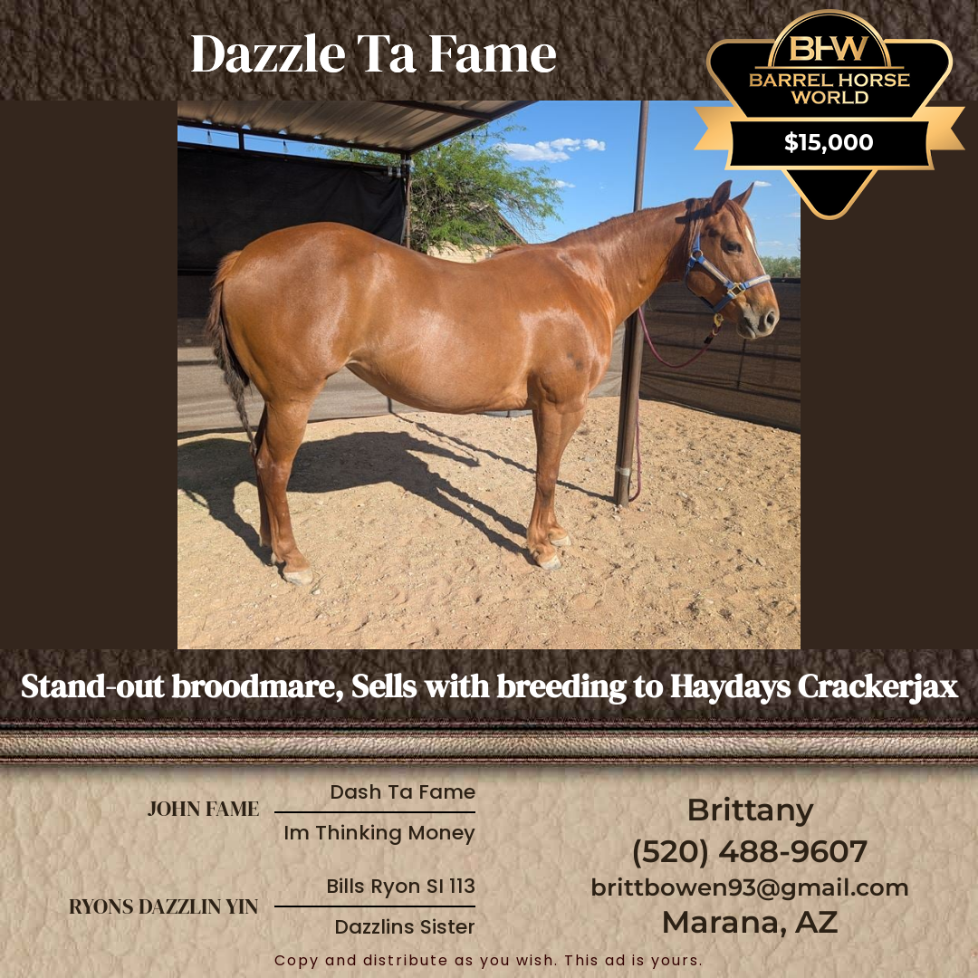10  year old Mare