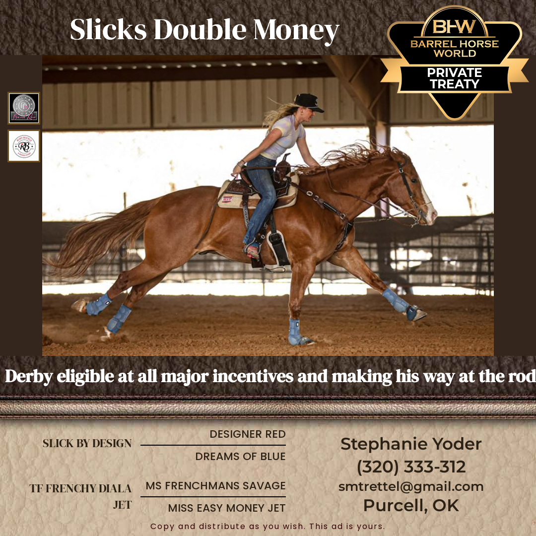 5  year old Gelding
