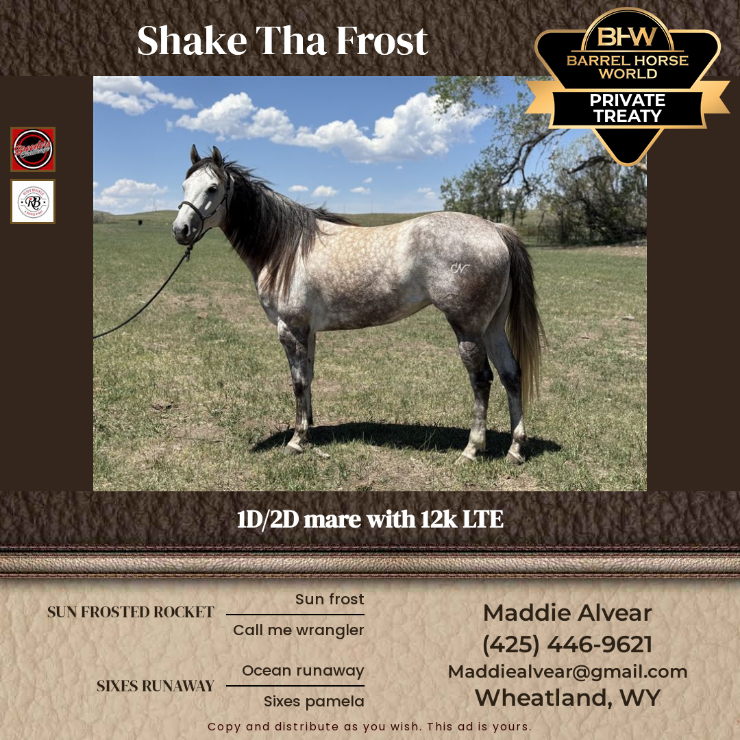 6  year old Mare