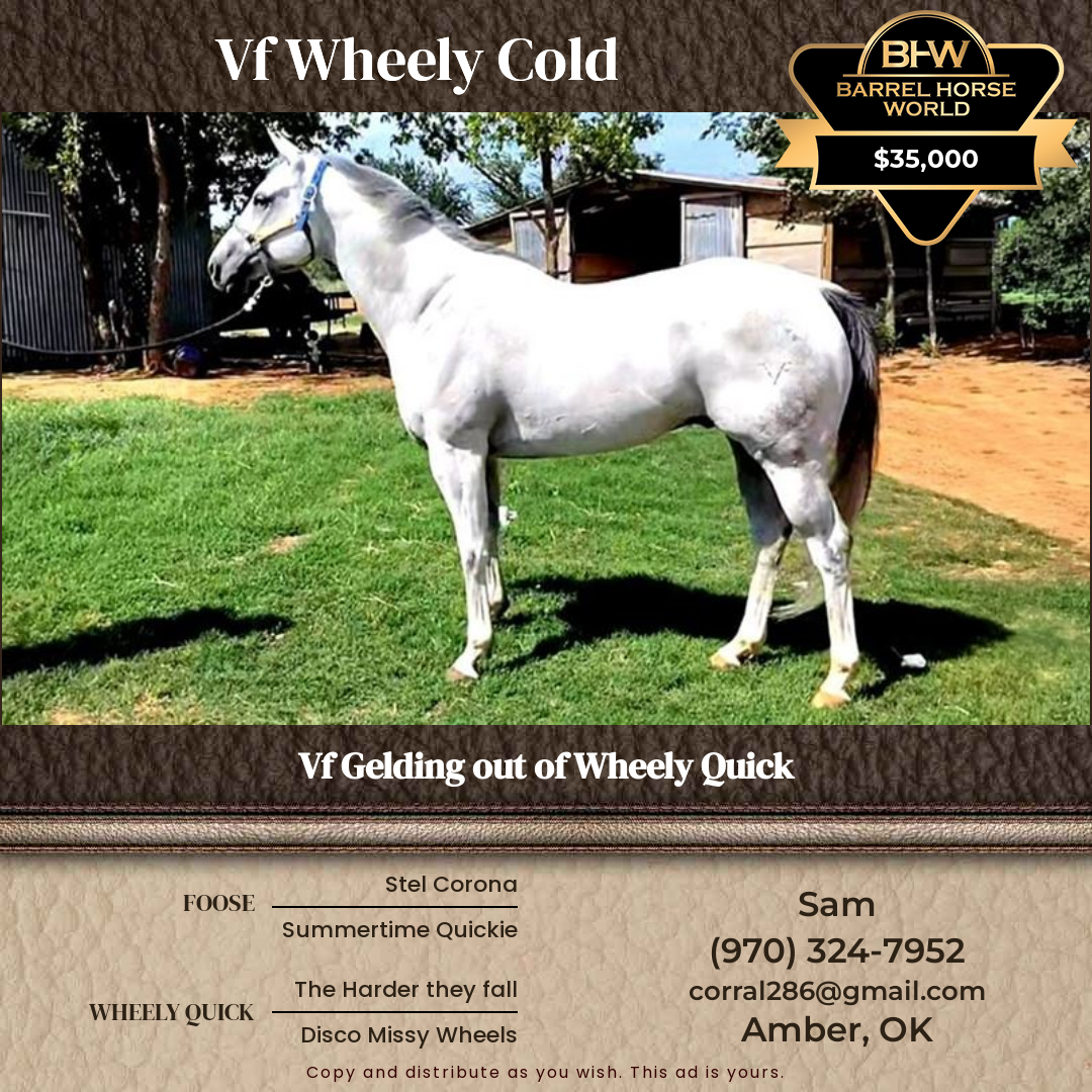 5  year old Gelding