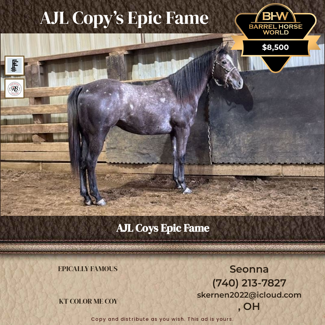 2  year old Gelding