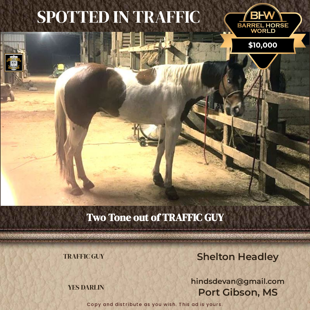 11  year old Gelding