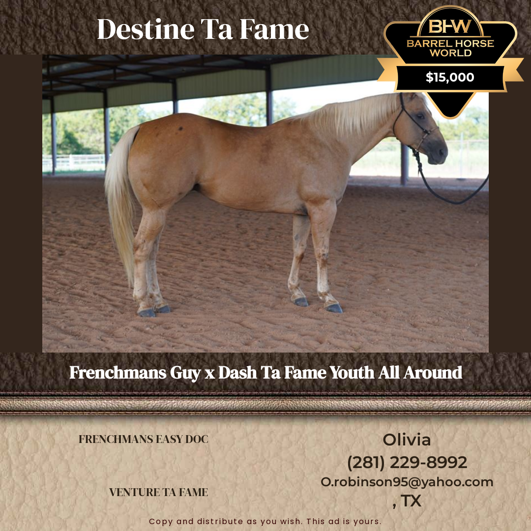 11  year old Mare