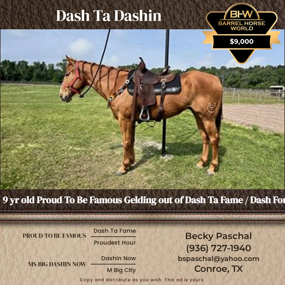 9  year old Gelding