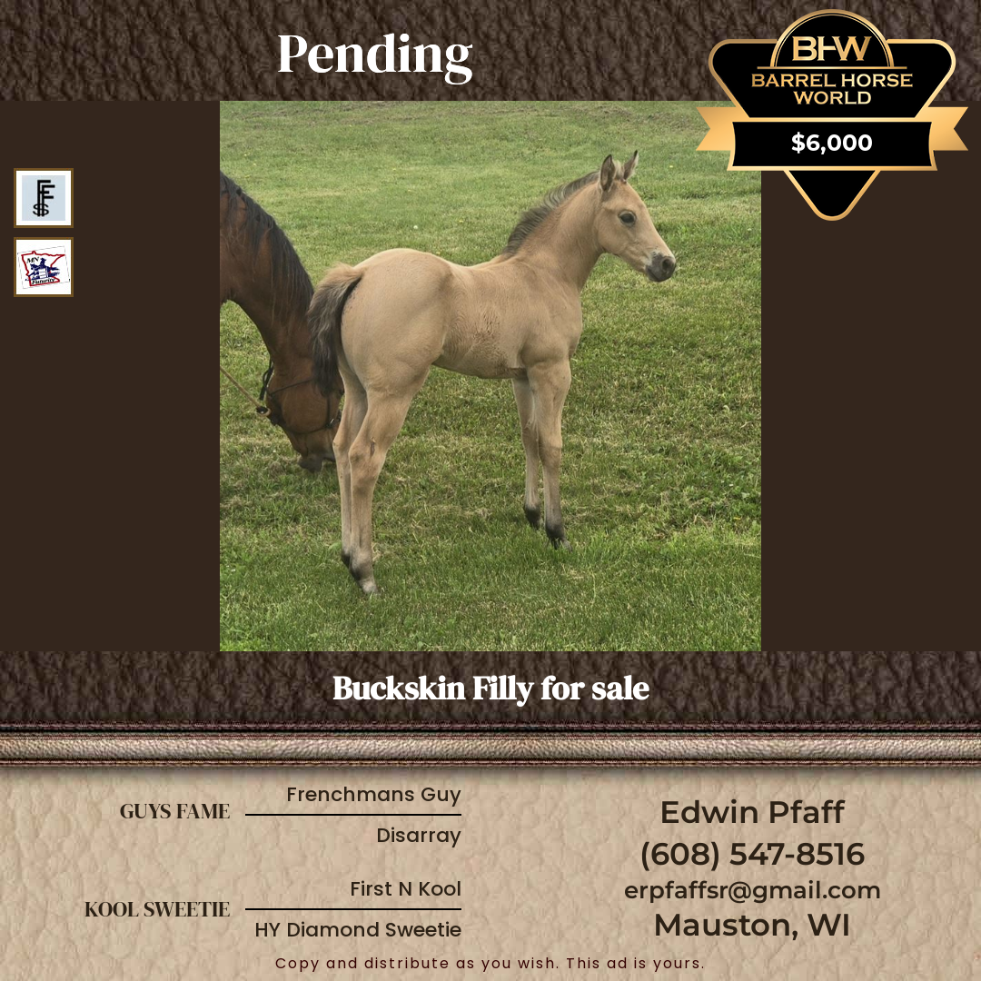 Weanling  year old Mare