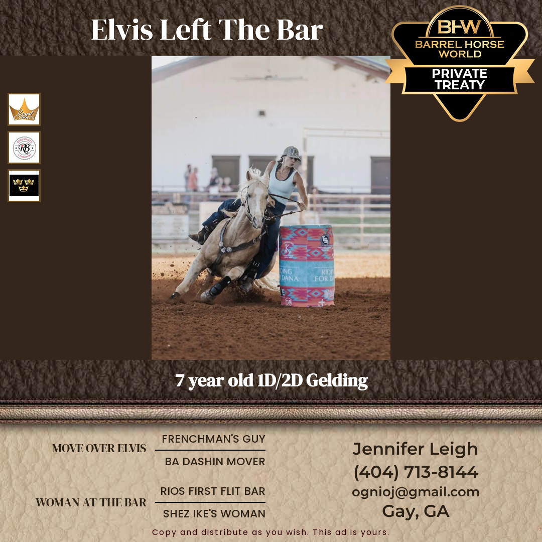 7  year old Gelding