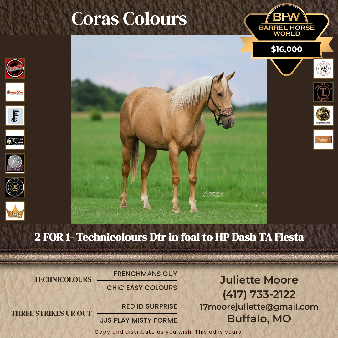 8  year old Mare