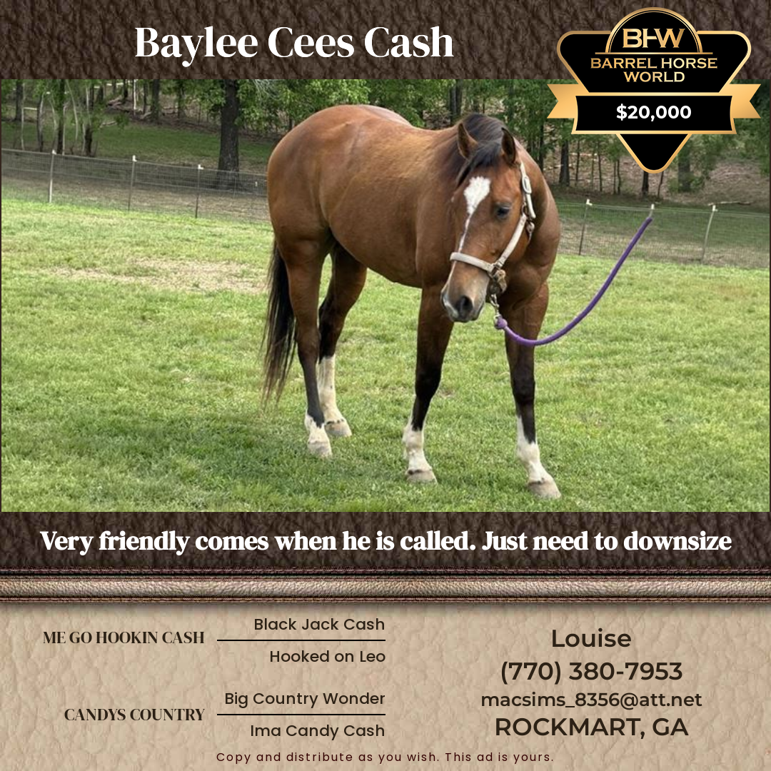 10  year old Gelding