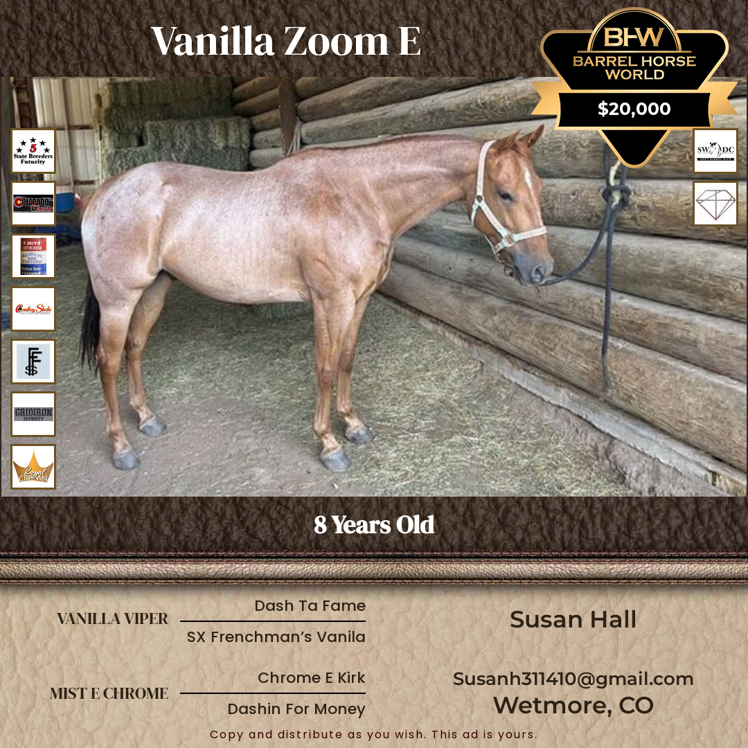 8  year old Gelding