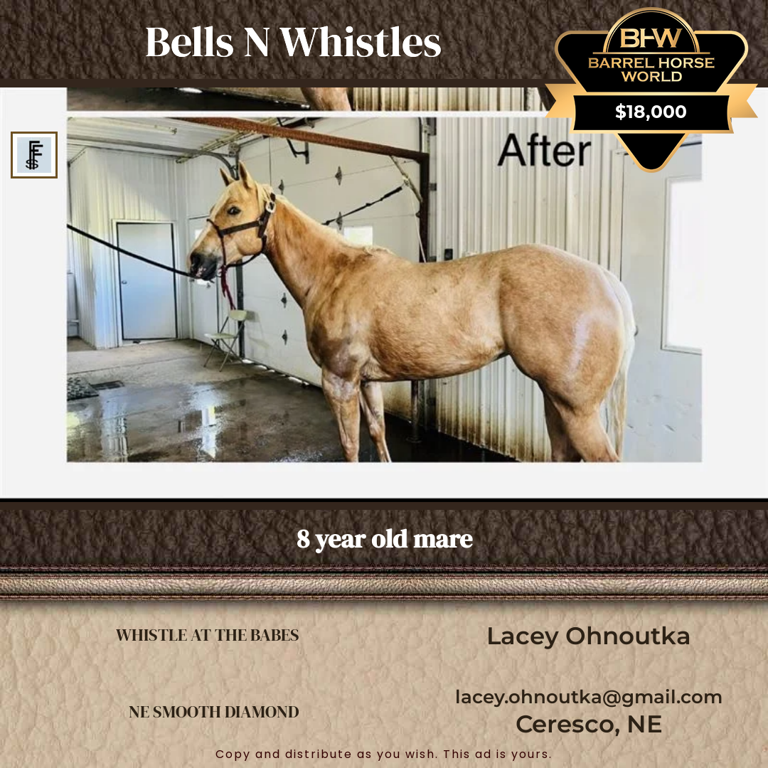 8  year old Mare