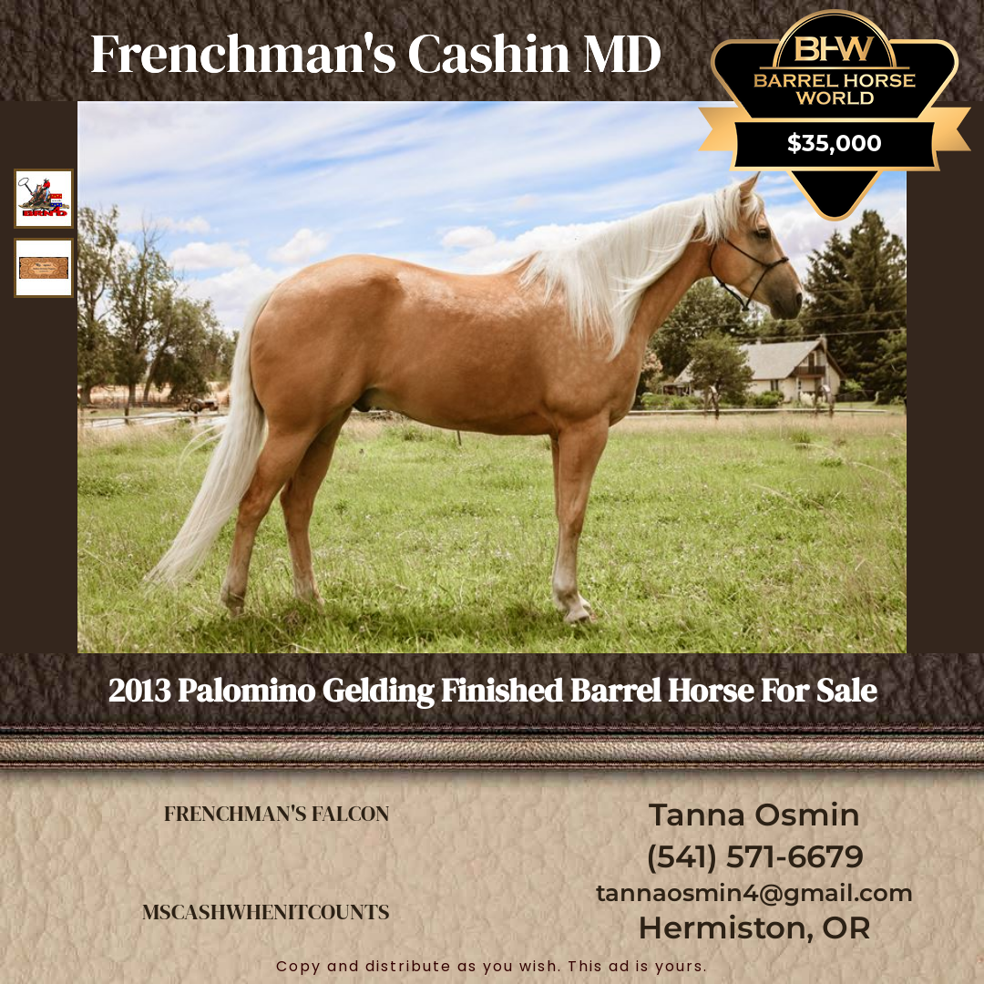 13  year old Gelding