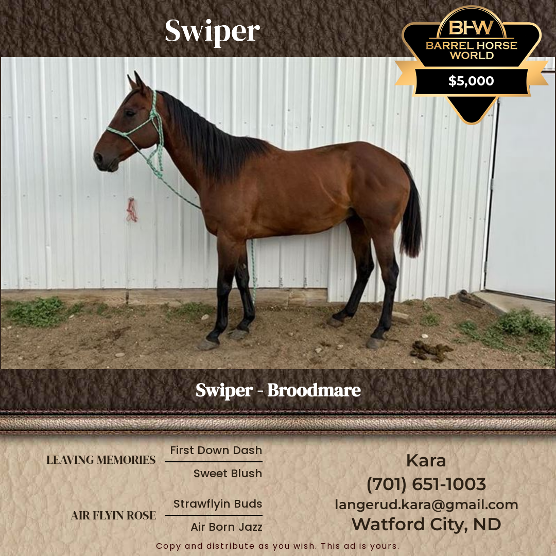 17  year old Mare