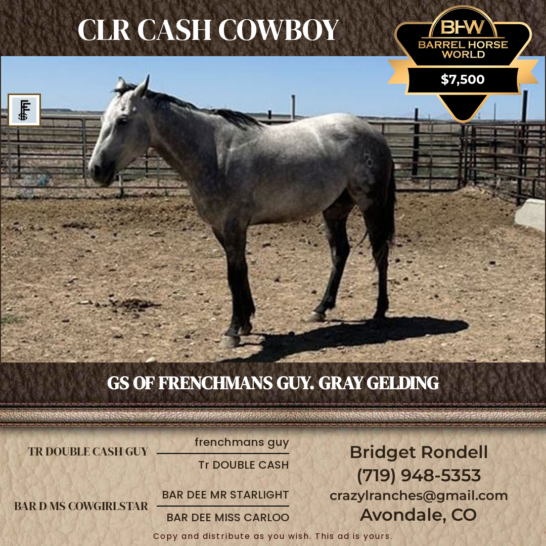 5  year old Gelding