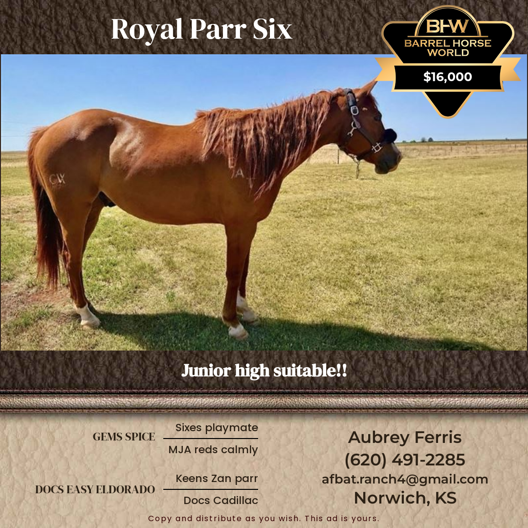 10  year old Gelding