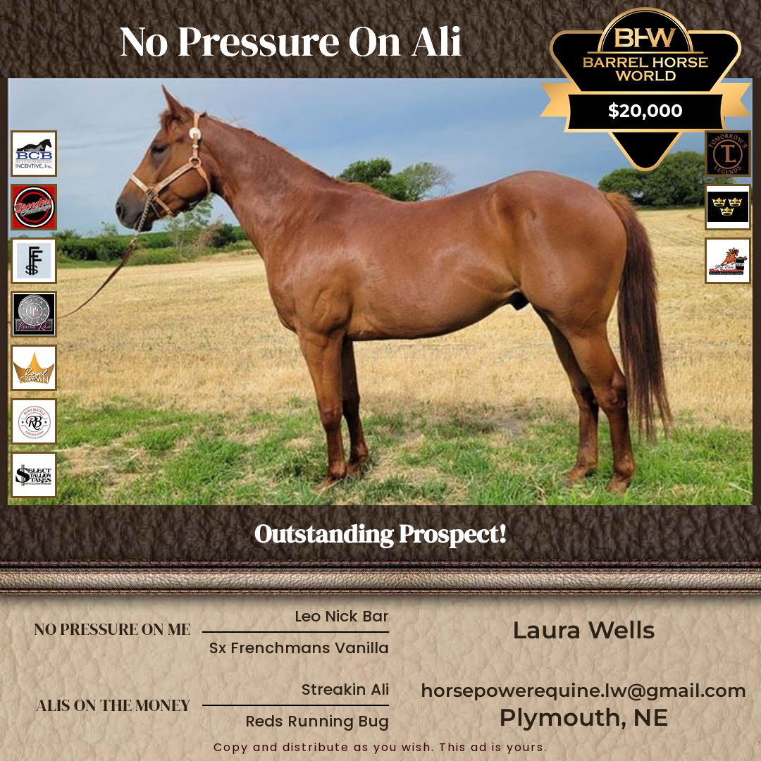 4  year old Gelding
