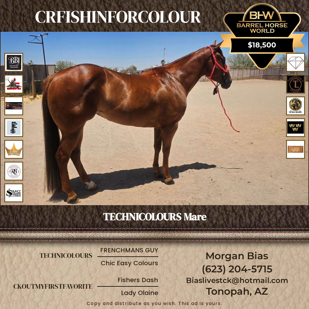 4  year old Mare