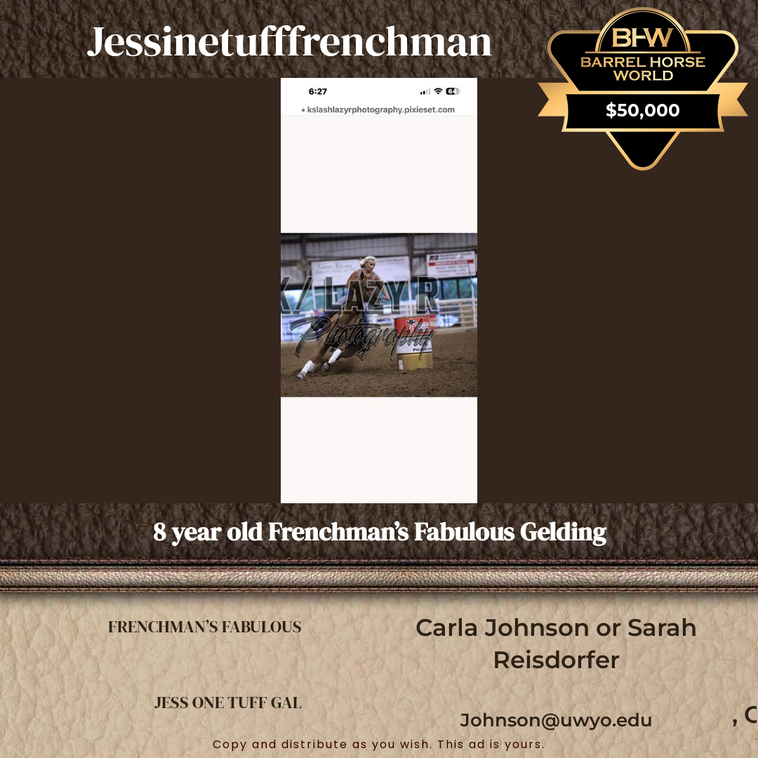8  year old Gelding