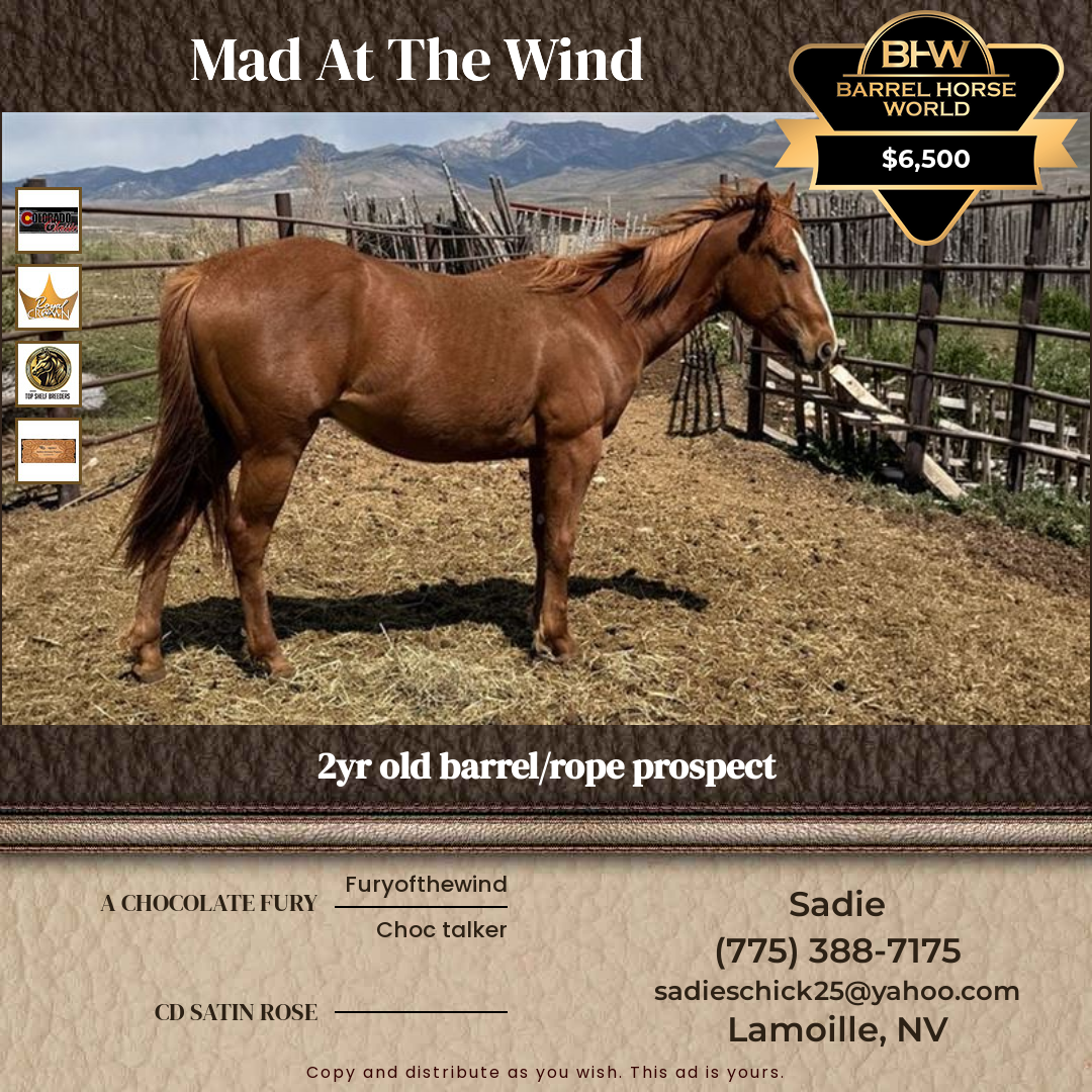 2  year old Gelding