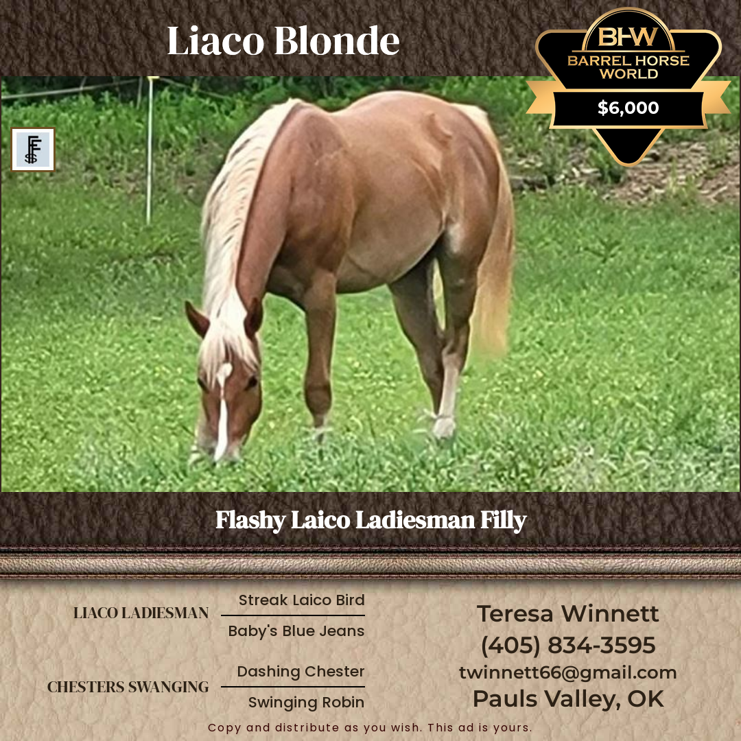 2  year old Mare