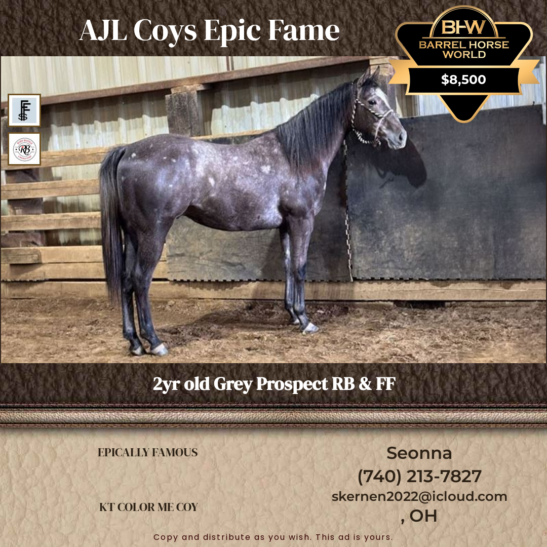 2  year old Gelding