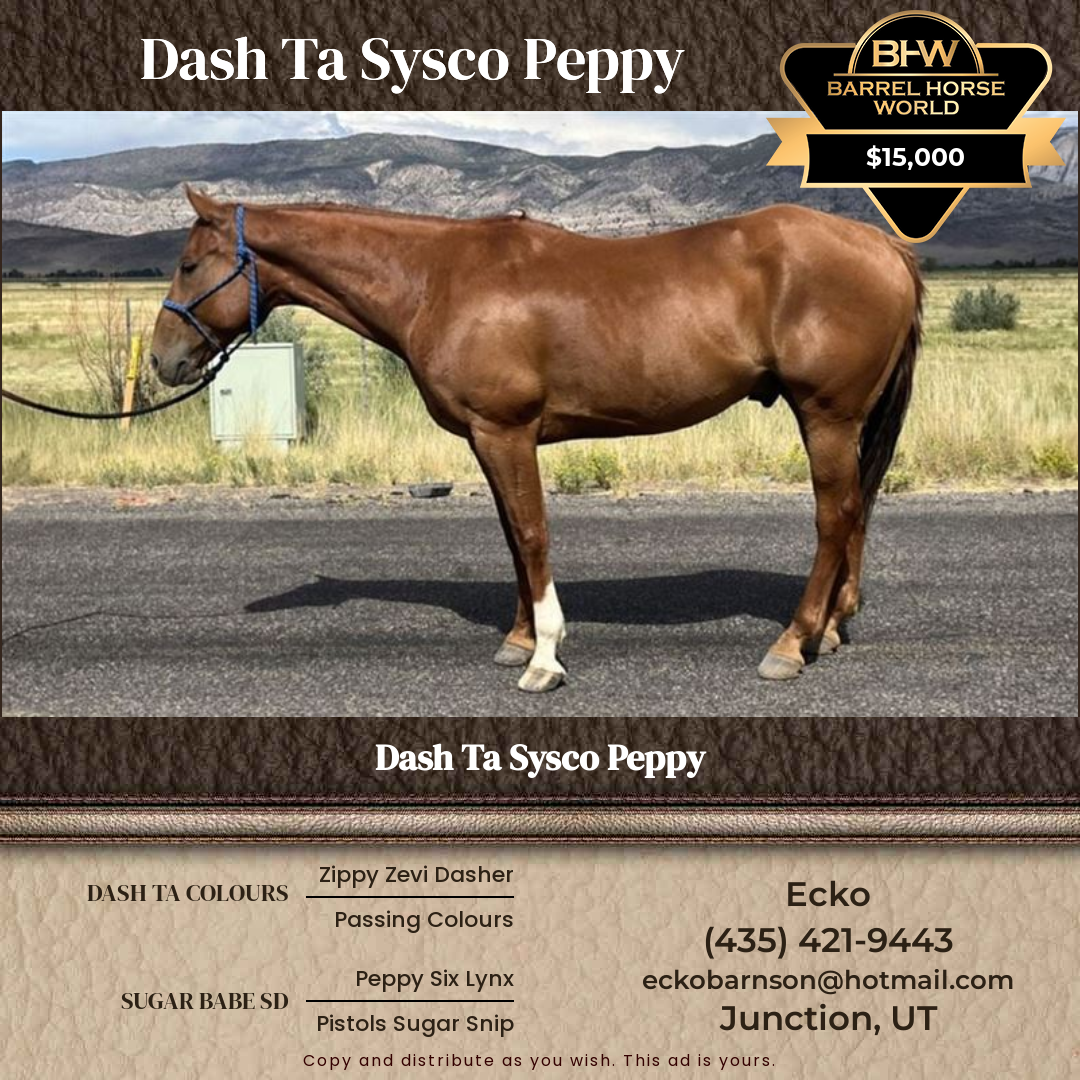 9  year old Gelding