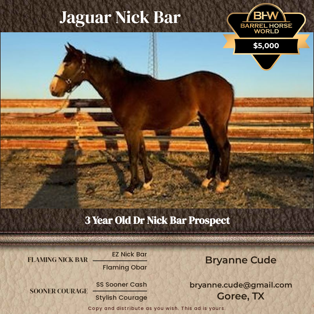 3  year old Gelding