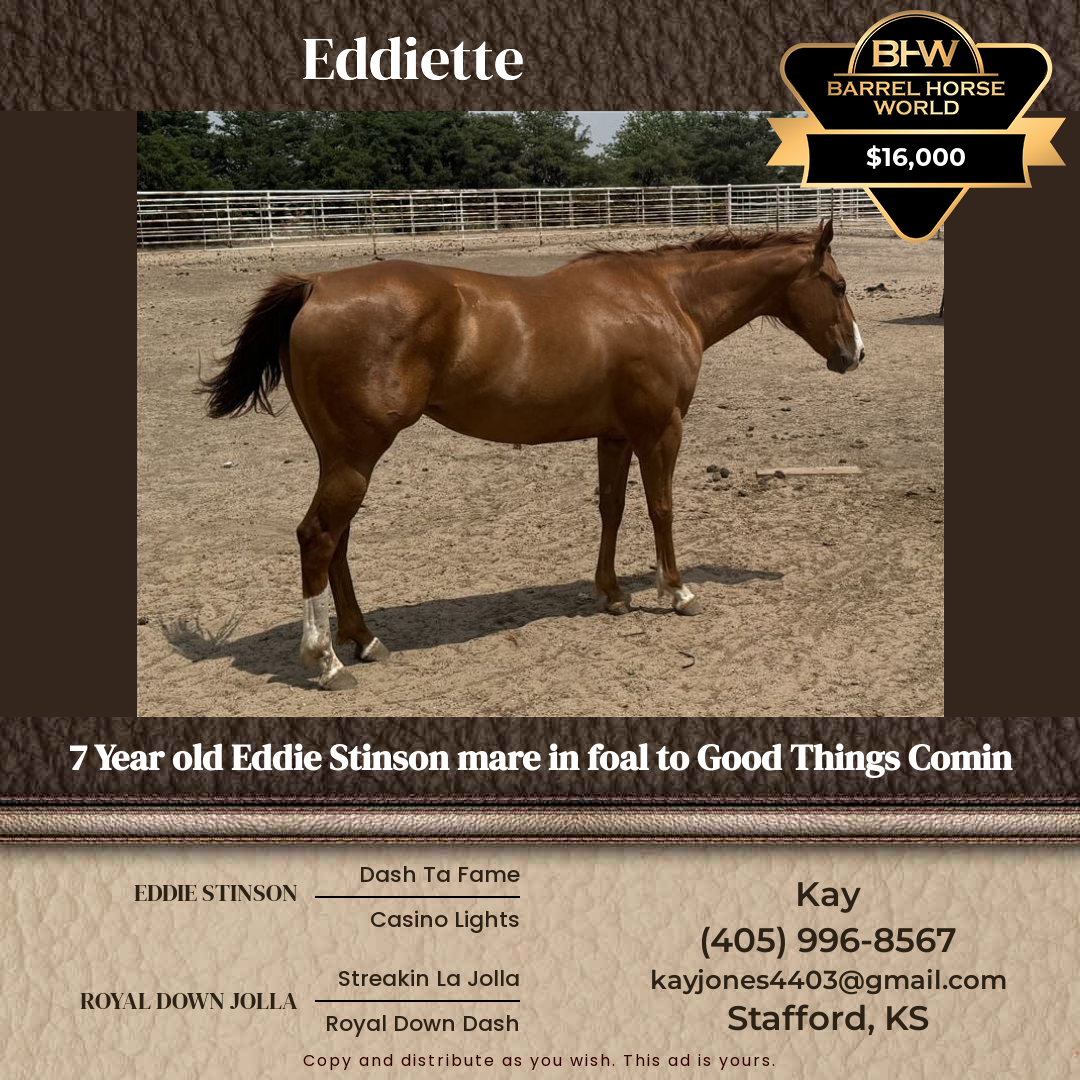 7  year old Mare