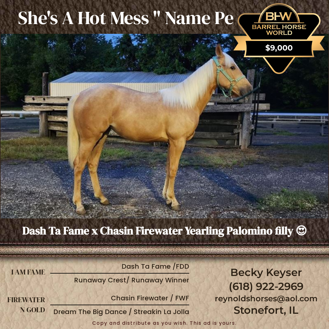 1  year old Mare