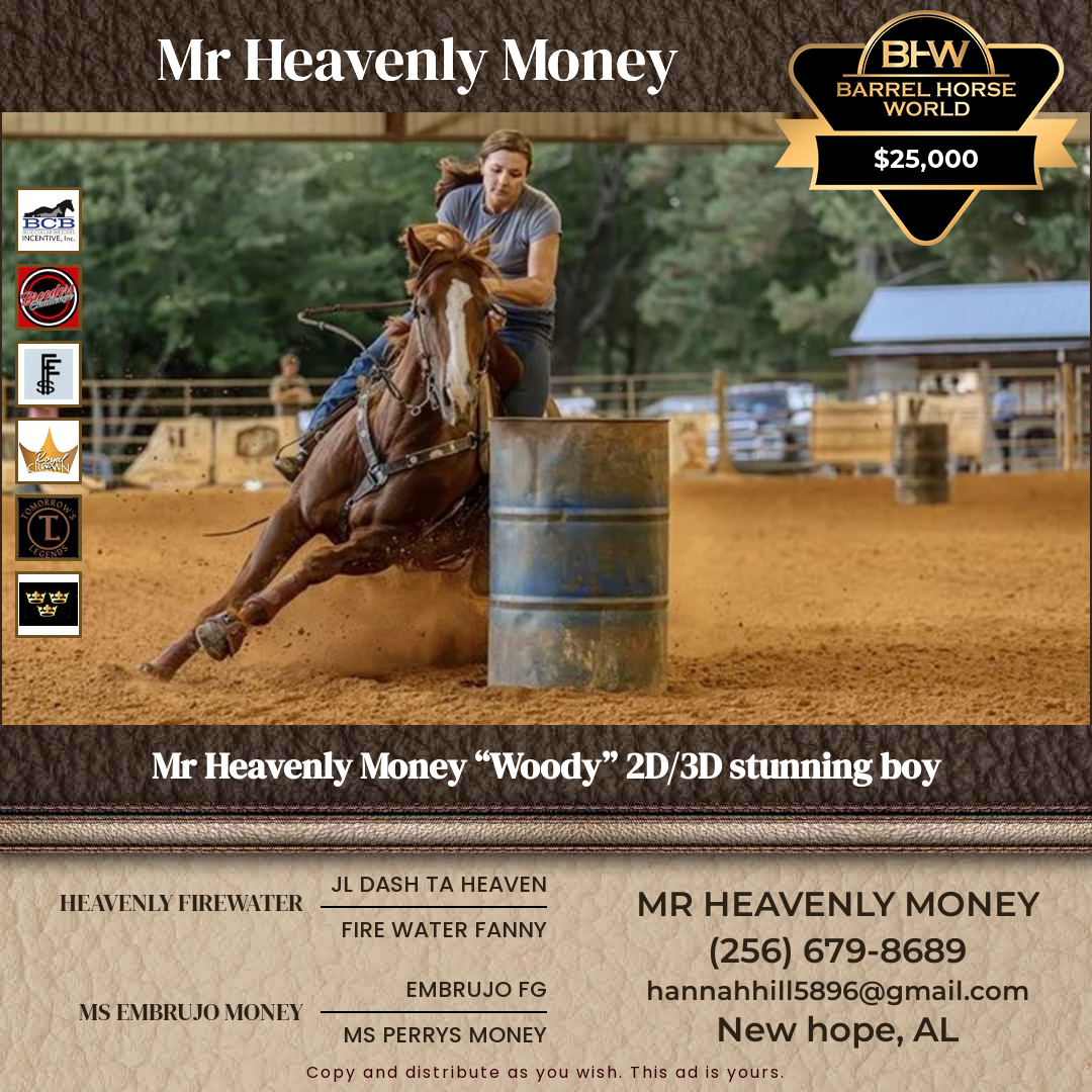 7  year old Gelding