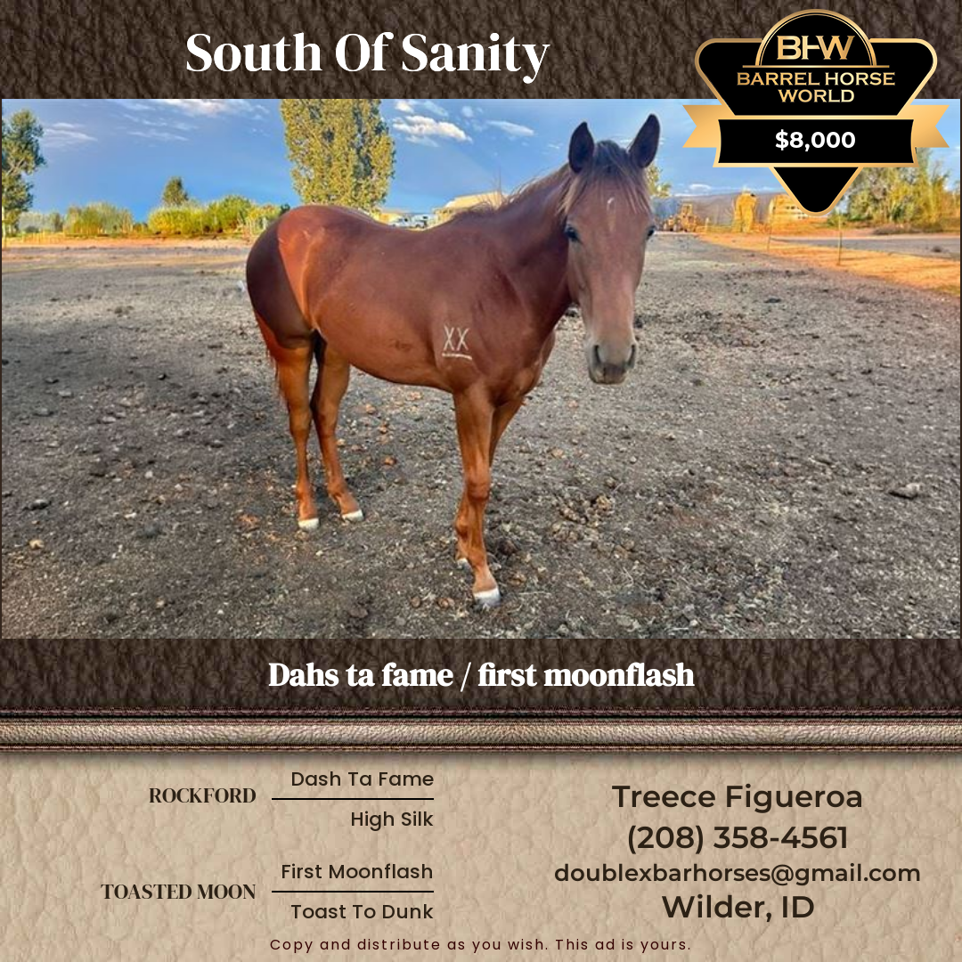 1  year old Mare