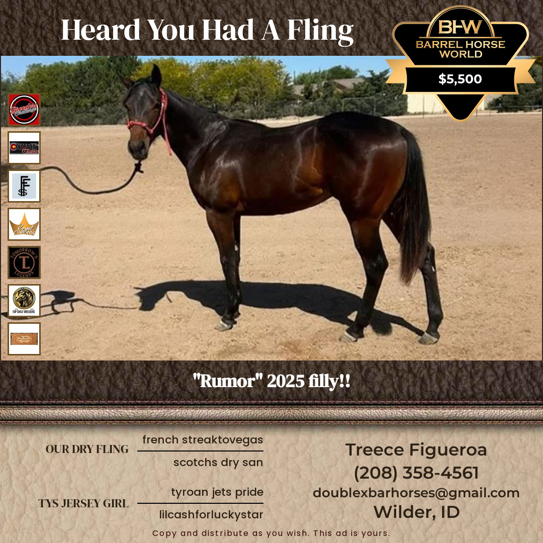 1  year old Mare