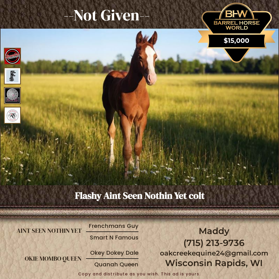 Weanling  year old Stallion